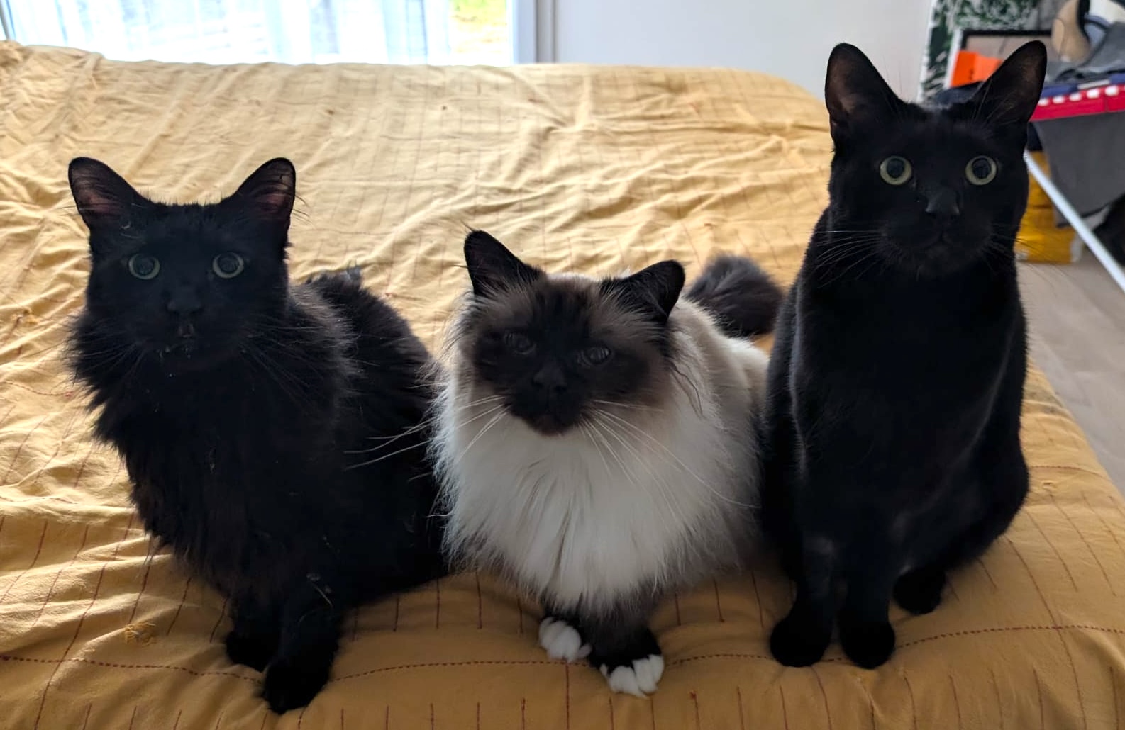Anubis, Chanel et Zouzou